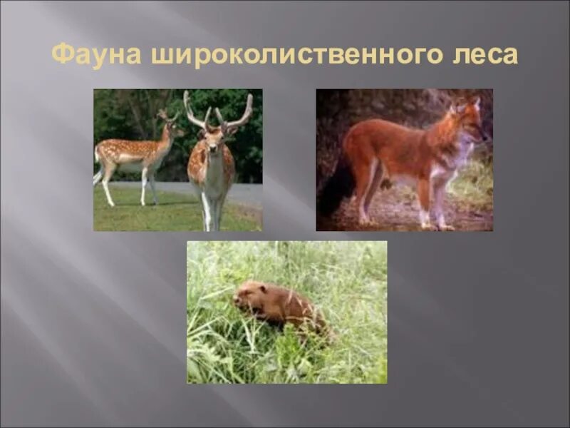 Какой животный мир в зоне лесов. Животные широколиственных лесов. широколиственные леса животный мир. животные зоны лесов 4 класс. животные широколиственных лесов в россии.