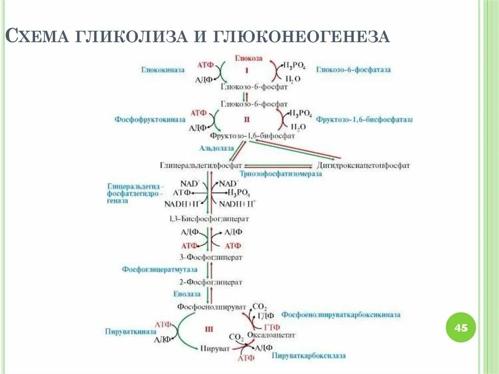 Ферменты глюконеогенеза. Схема гликолиза и глюконеогенеза. Регуляторные ферменты гликолиза и глюконеогенеза в печени таблица. Схема гормональной регуляции гликолиза и глюконеогенеза. Регуляция глюконеогенеза схема.