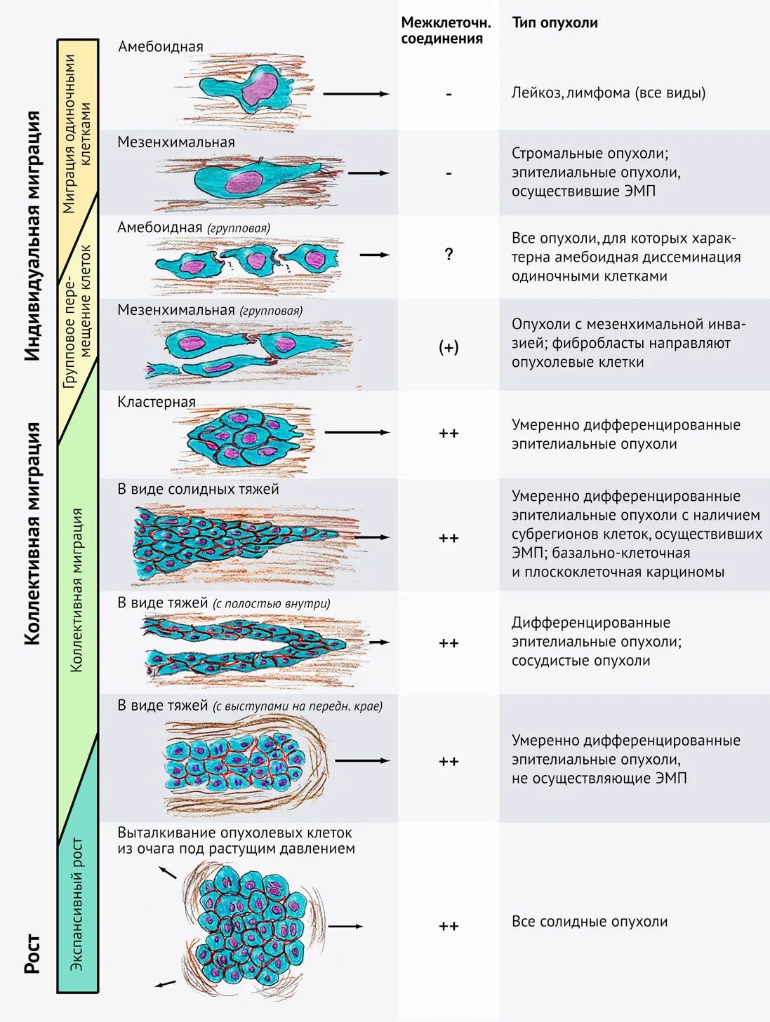 Экспансивный рост это. Инвазивный рост опухоли схема. Вид опухолей при различных формах роста. Рост опухоли виды и характеристика. Виды опухолевого роста схема.