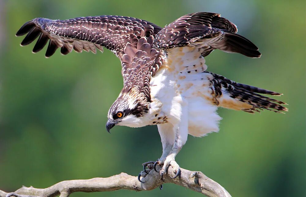 лунь канюк тетеревятник. скопа – pandion haliaetus (linnaeus, 1758). ястреб-тетеревятник. канюк хищная птица. ястреб тетеревятник сапсан.