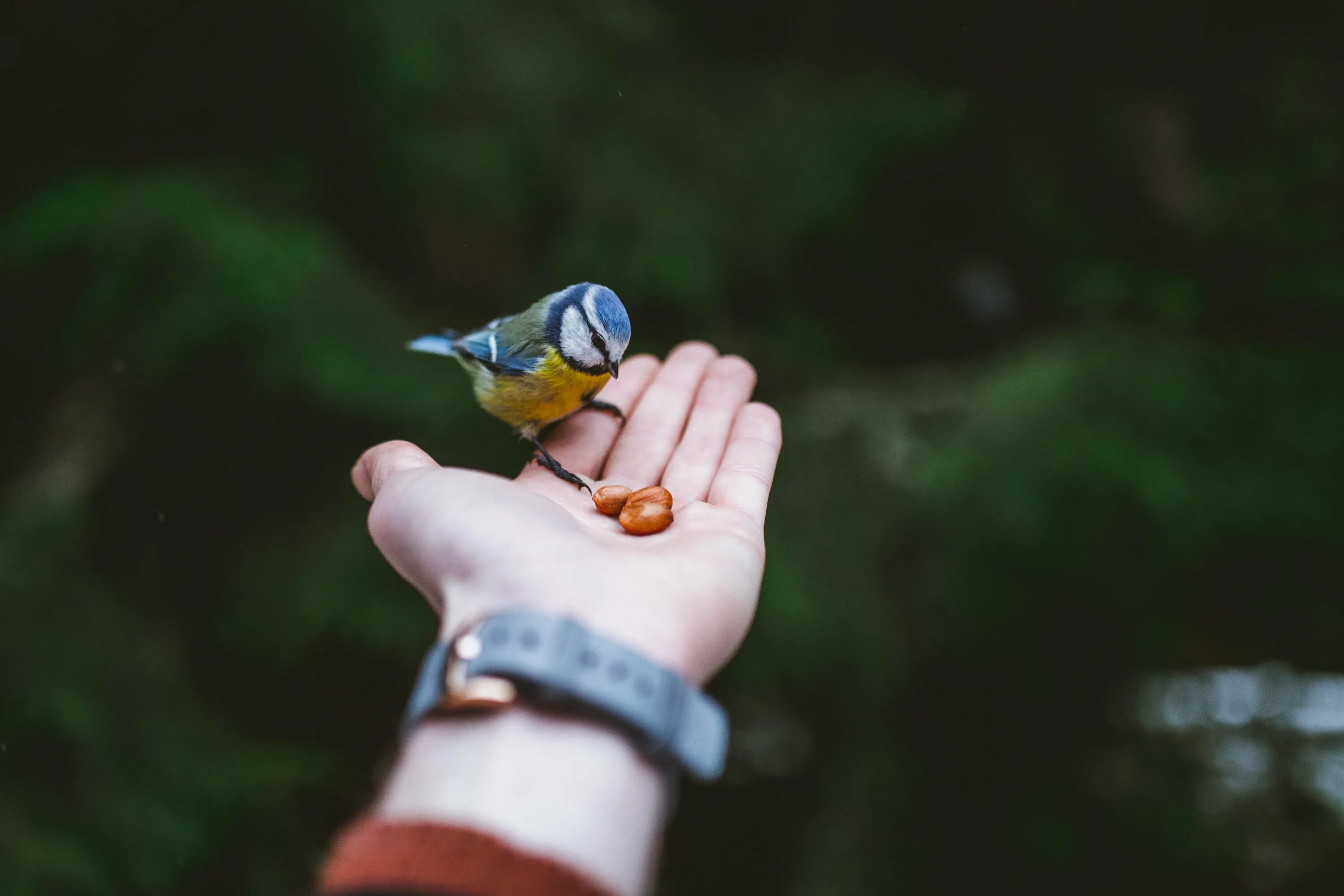 Птичка на руке. Синичка на руке. Птица на пальце. Птица на ладони. Bird in hand