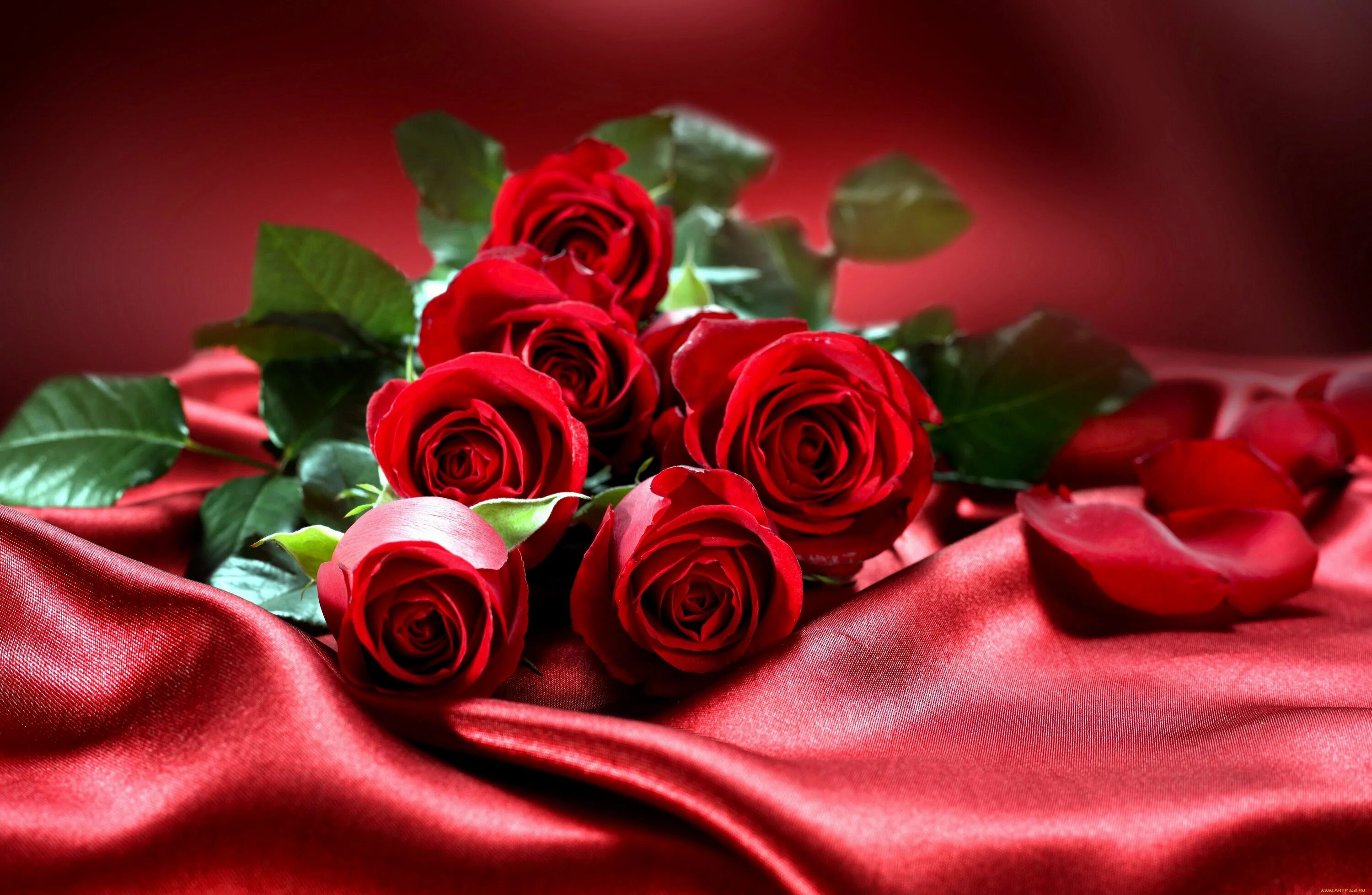 Roz. Фиолетовые розы. Красные розы. Розы картинки красивые. Красивый букет роз.