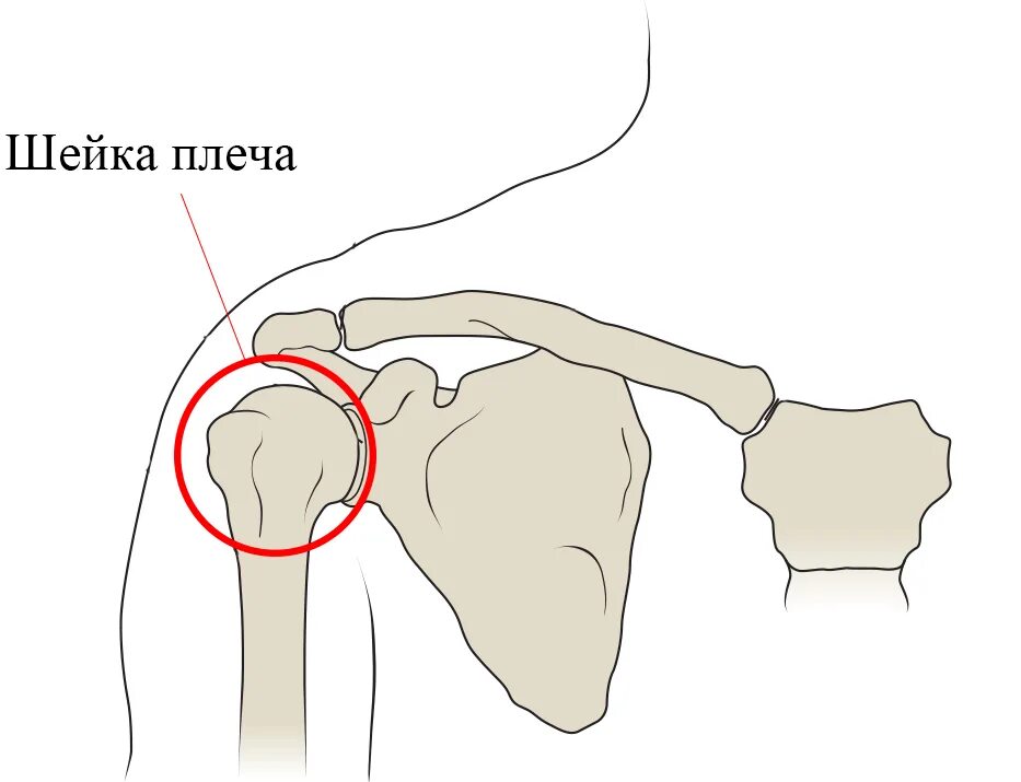 Плечо человека строение вывих перелом шейки плеча лечение