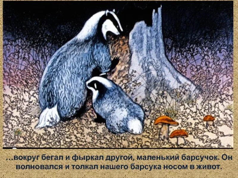 Мысль произведения барсучий нос. Паустовский барсучий нос 3 класс. Барсучий нос Паустовский план. Барсучий нос план рассказа. Барсучий нос Паустовский план рассказа.