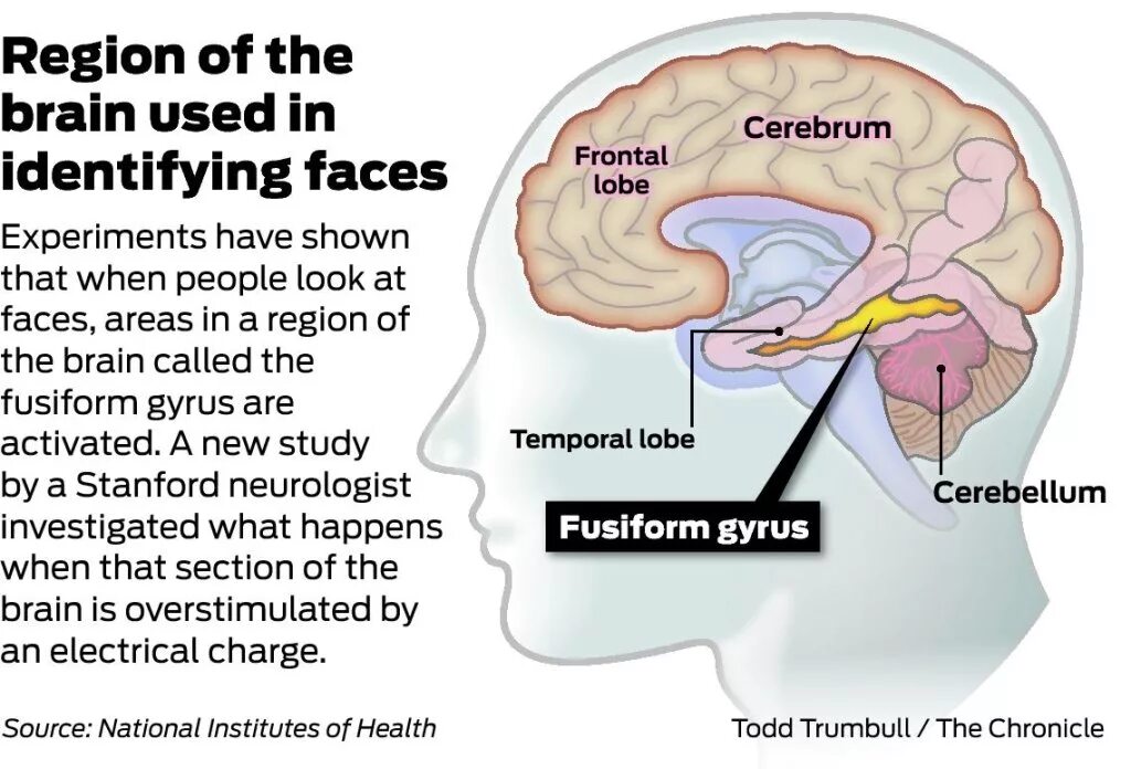 Brain area. Fusiform face area. overstimulated. ключ к мозгу. how the brain works.