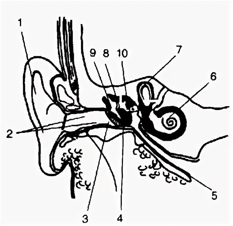 Слуховой анализатор. Улитка слуховой анализатор. Слуховой анализатор эргономика. Воспаление внутреннего уха. Тест по биологии 8 класс слуховой анализатор