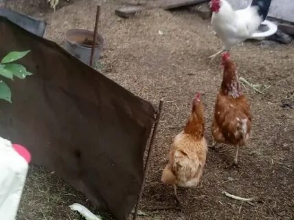 Новомышастовская птицефабрика