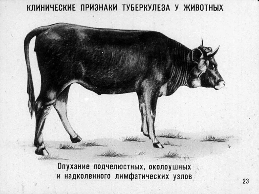 Туберкулез животных. Туберкулез крс симптомы. туберкулез крупного рогатого скота. клинические признаки туберкулеза крс. туберкулез животных симптомы.