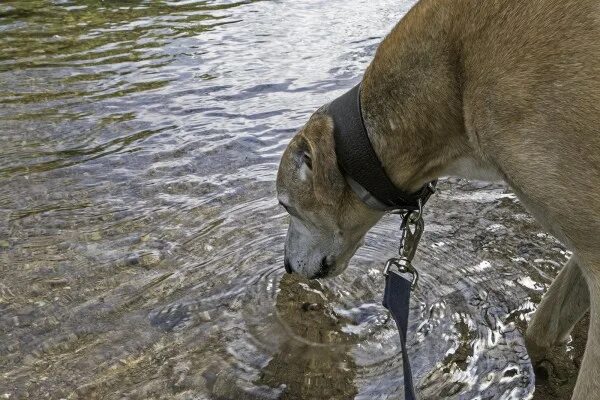 Пьет воду из озера. Собака лакает. Собака срыгивает воду. Собака пьет воду. Собака срыгивает воду.