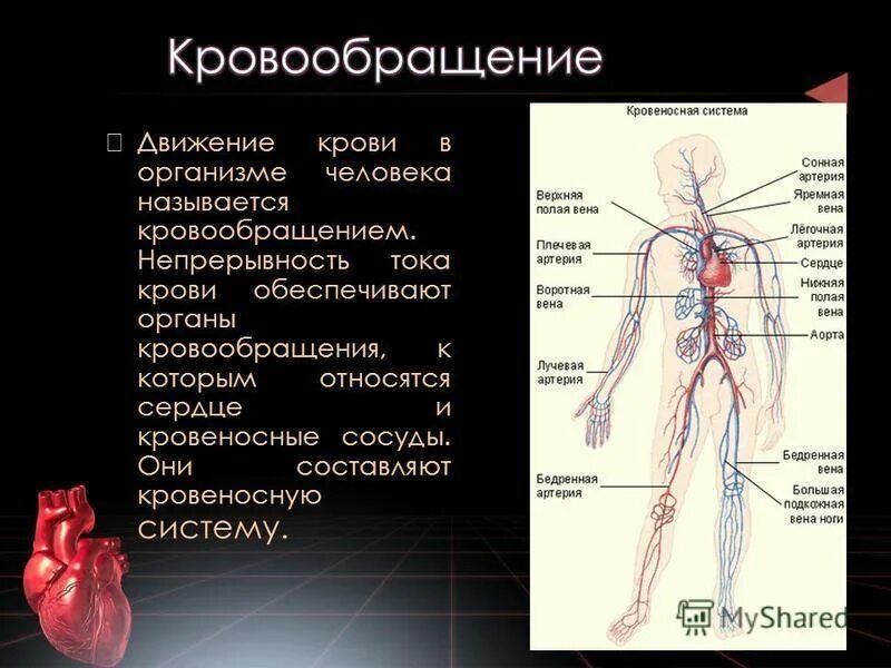 Кровеносная система. Кровеносная система че. Строение кровеносной системы. Сердце и кровеносные.
