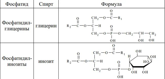 Фосфолипиды макси формула. Фосфолипиды макси формула