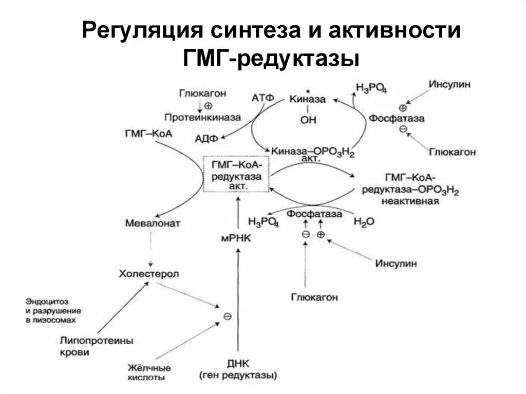 Регуляция активности ГМГ-КОА-редуктазы. Схема регуляции синтеза холестерола. Регуляция синтеза холестерина биохимия. Схема регуляции активности ГМК-КОА-редуктазы.