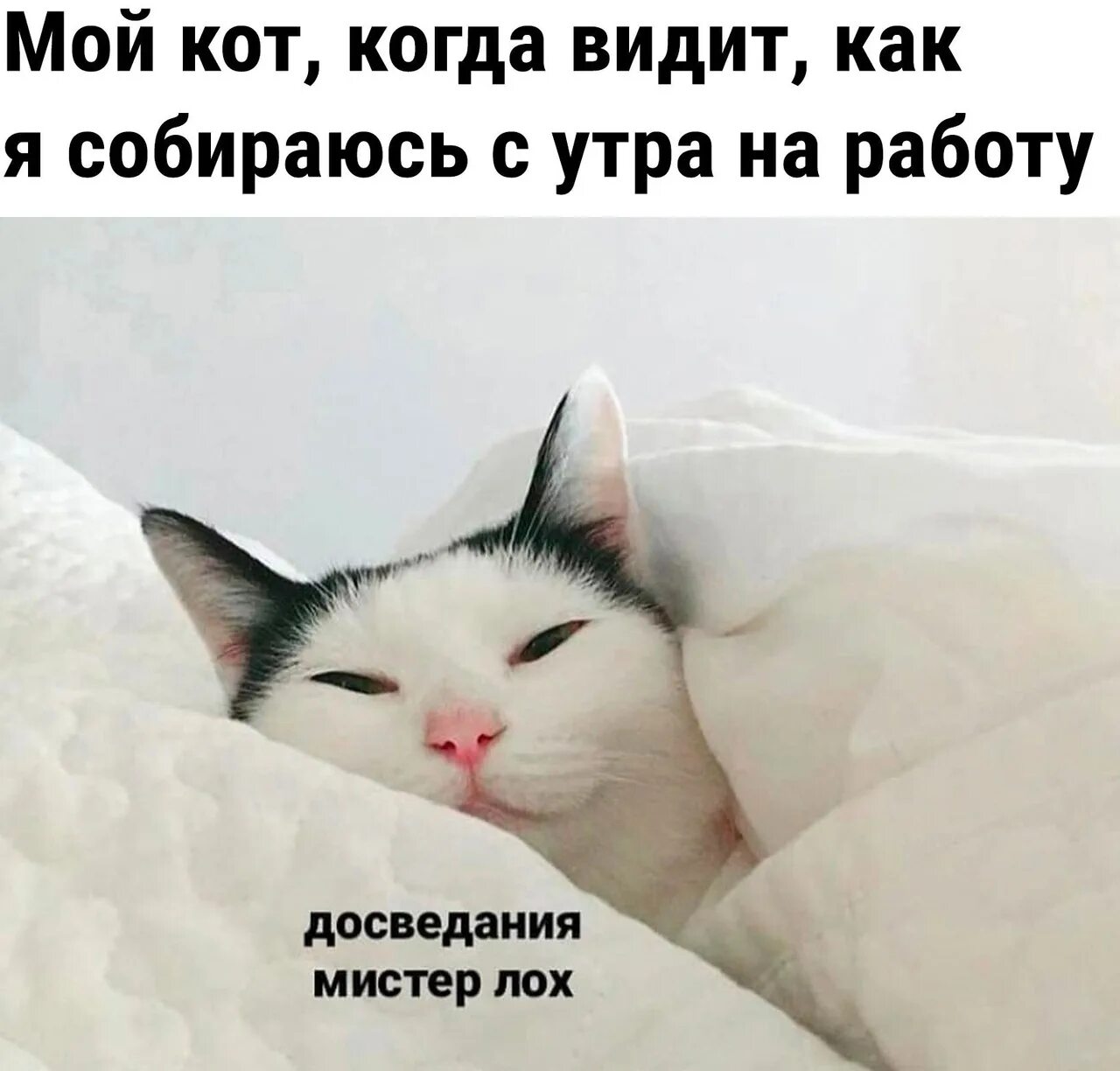 Я не сплю я мечтаю. Утренний кот. Котик на работе. Котик проснулся. Мемы с котиками.