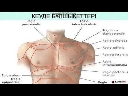 Үлкен кеуде ареоласы HD бейне