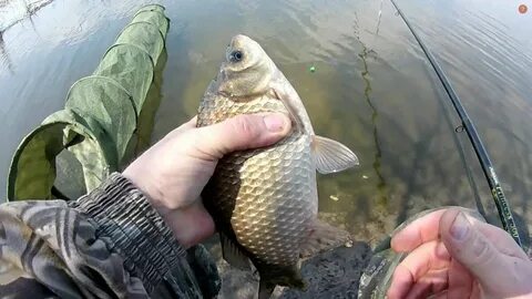Ловлю карася видео