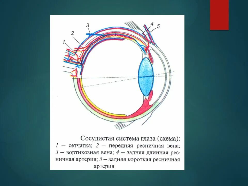 Собственно сосудистая оболочка глаза строение. Сосудистая оболочка образует спереди. Собственно сосудистая оболочка глаза анатомия. Сосудистая оболочка глазного яблока. Наружные мышцы глазного яблока кровоснабжение.