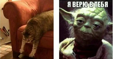 Кот йода