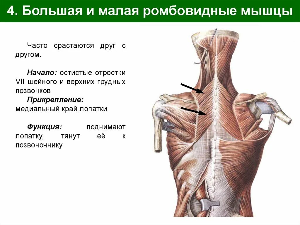 Ромбовидная мышца спины упражнения. Большая и малая ромбовидные мышцы. Ромбовидная мышца. Трапециевидная и ромбовидная мышца спины. Антагонист ромбовидной мышцы.