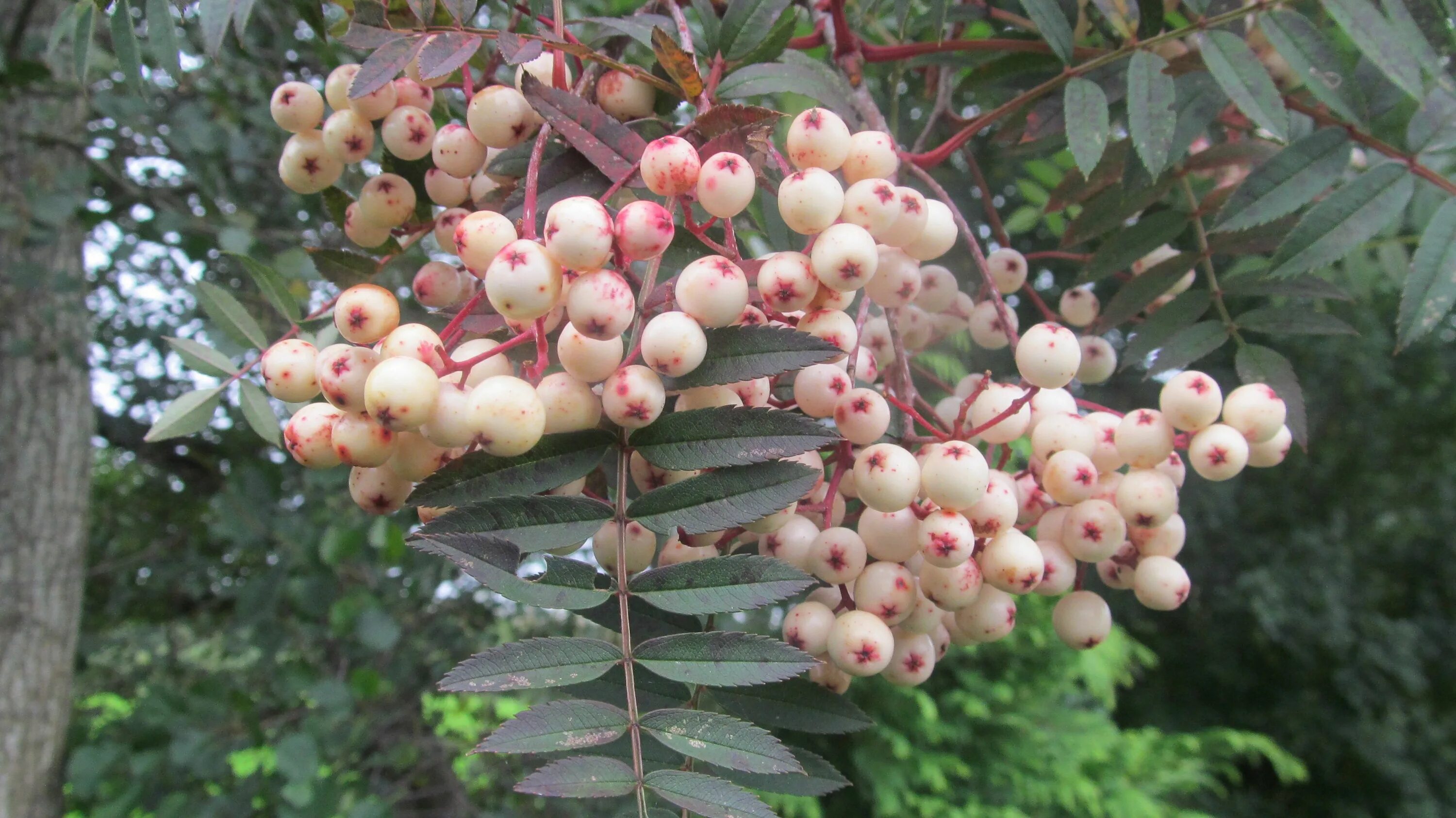 Рябина пинк. Sorbus vilmorinii. Рябина арнольда (sorbus arnoldiana) “golden wonder”. Рябина (sorbus pink veil). Sorbus arnoldiana 'coral pink' - рябина арнольда.