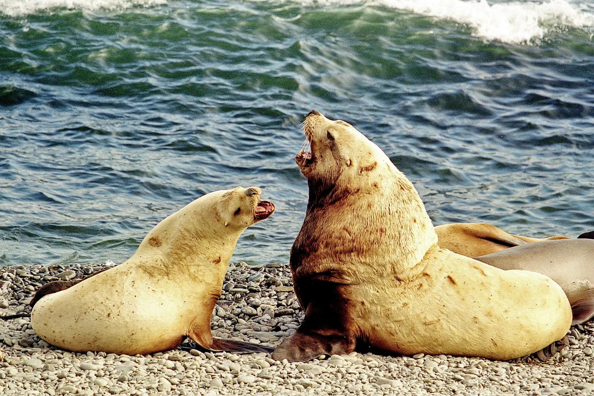 Морские львы в природе. Калифорнийский сивуч. Гривистый сивуч. Сивуч северный морской лев. Морской лев сивуч.