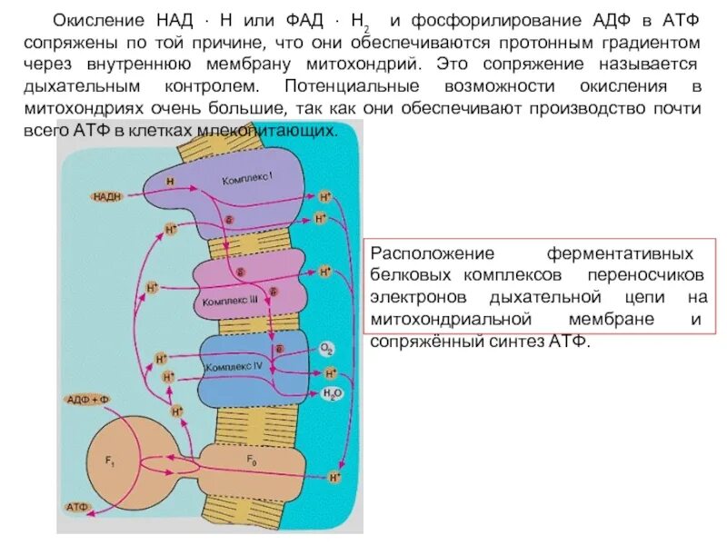 Происходит синтез атф за счет энергии электрохимического. Окисление в митохондриях. Этапы митохондриального окисления. Процесс фосфорилирования АДФ С образованием АТФ. Биологическое окисление в митохондриях.