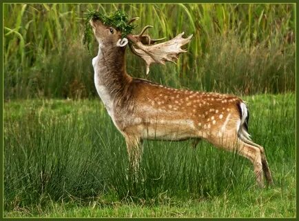 Fallow