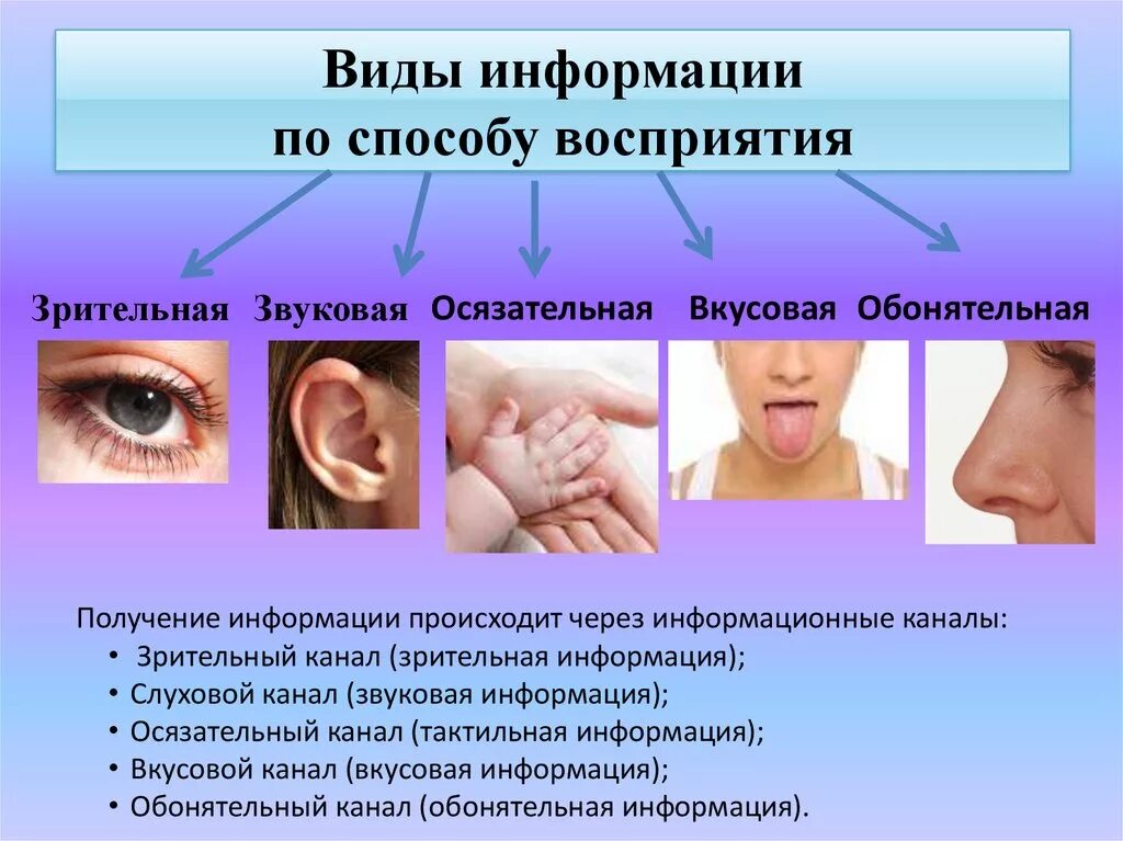 Органы чувств воспринимают информацию. Способы восприятия информации. Способы восприятия человека. Восприятие информации человеком. Информация по способу восприятия.