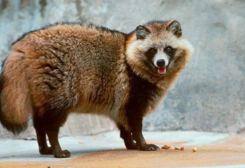 тануки это животное. енотовидная собака в японии. енотовидная собака в японии. енотовидная собака тануки япония. енотовидная собака тануки.