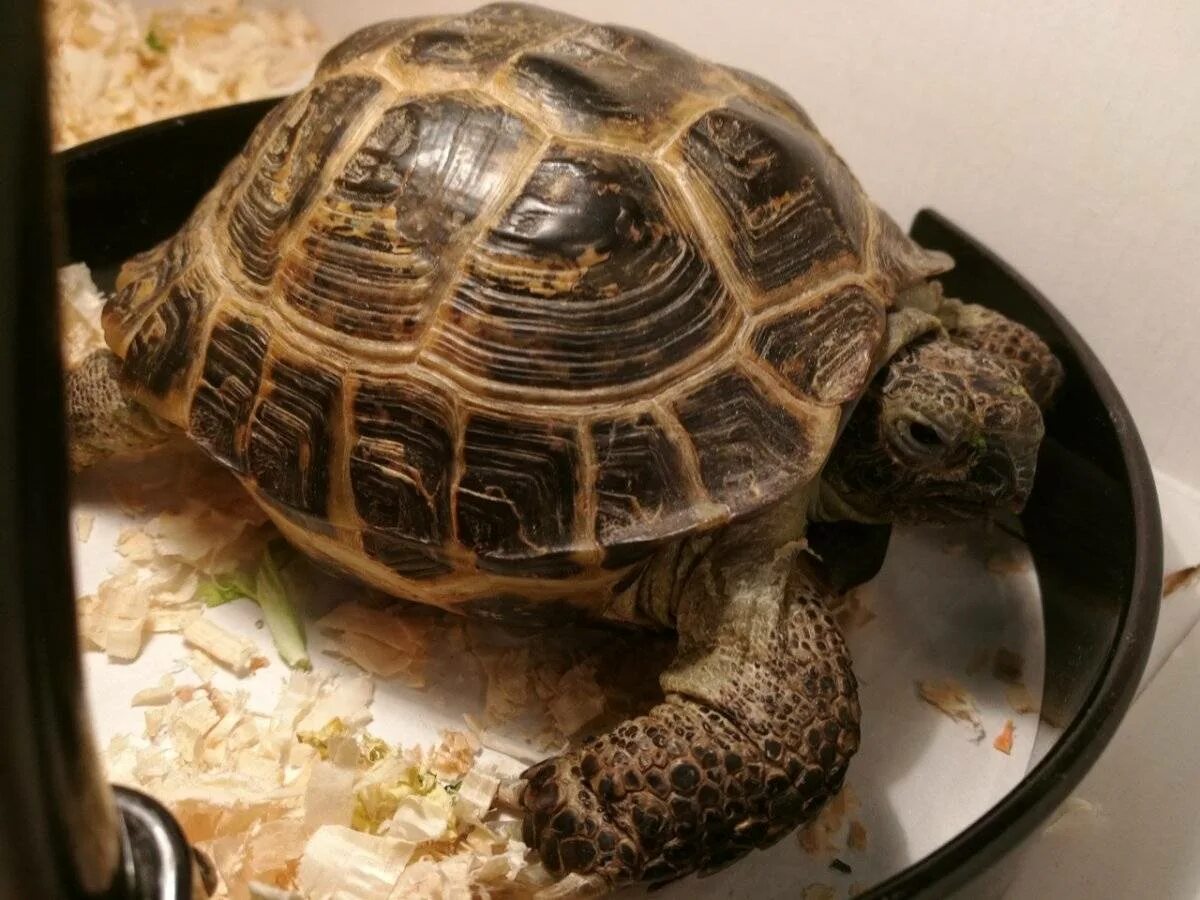 Черепаха домашняя. Породы сухопутных черепах. Среднеазиатская красноухая черепаха. Черепашонок сухопутной черепахи. Черепахи породы домашние.