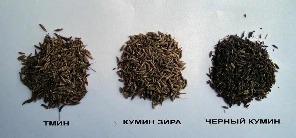 Как выглядят семена тмина и кинзы Зира и кориандр фото
