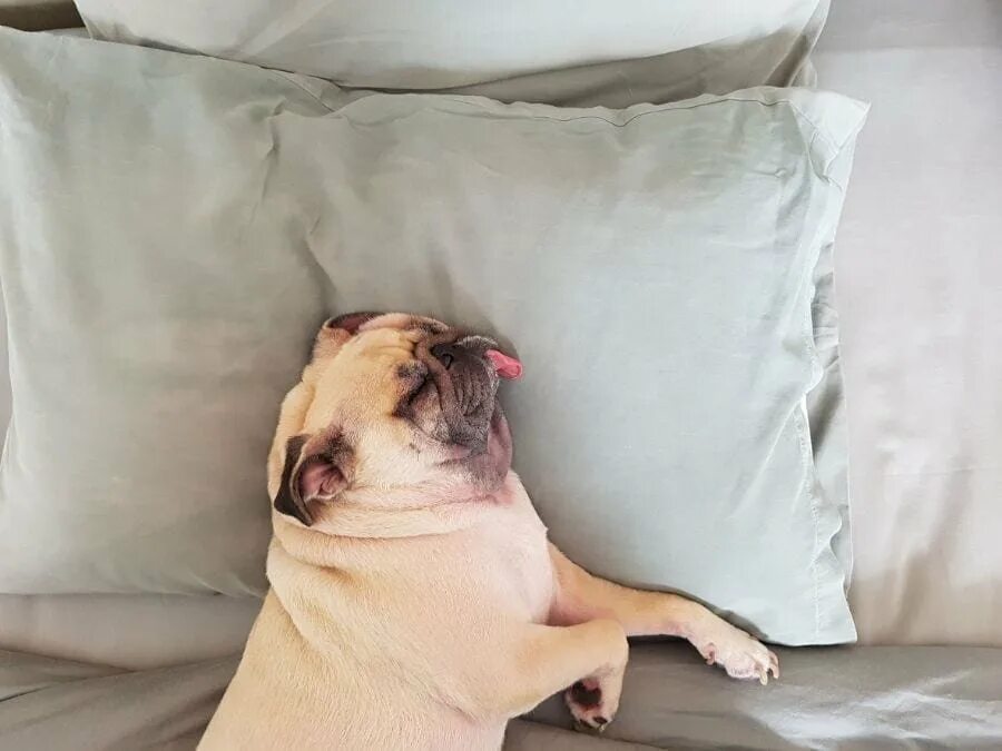 Слюна на подушке. Подушка собака. Мопс на спине. Мопс спящий на спине.