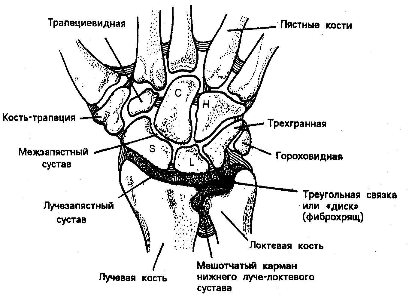 Образование лучезапястного сустава. Лучезапястный сустав схема строения. лучезапястный сустав анатомия строение. кости лучезапястного сустава анатомия. ладьевидная кость кисти анатомия.