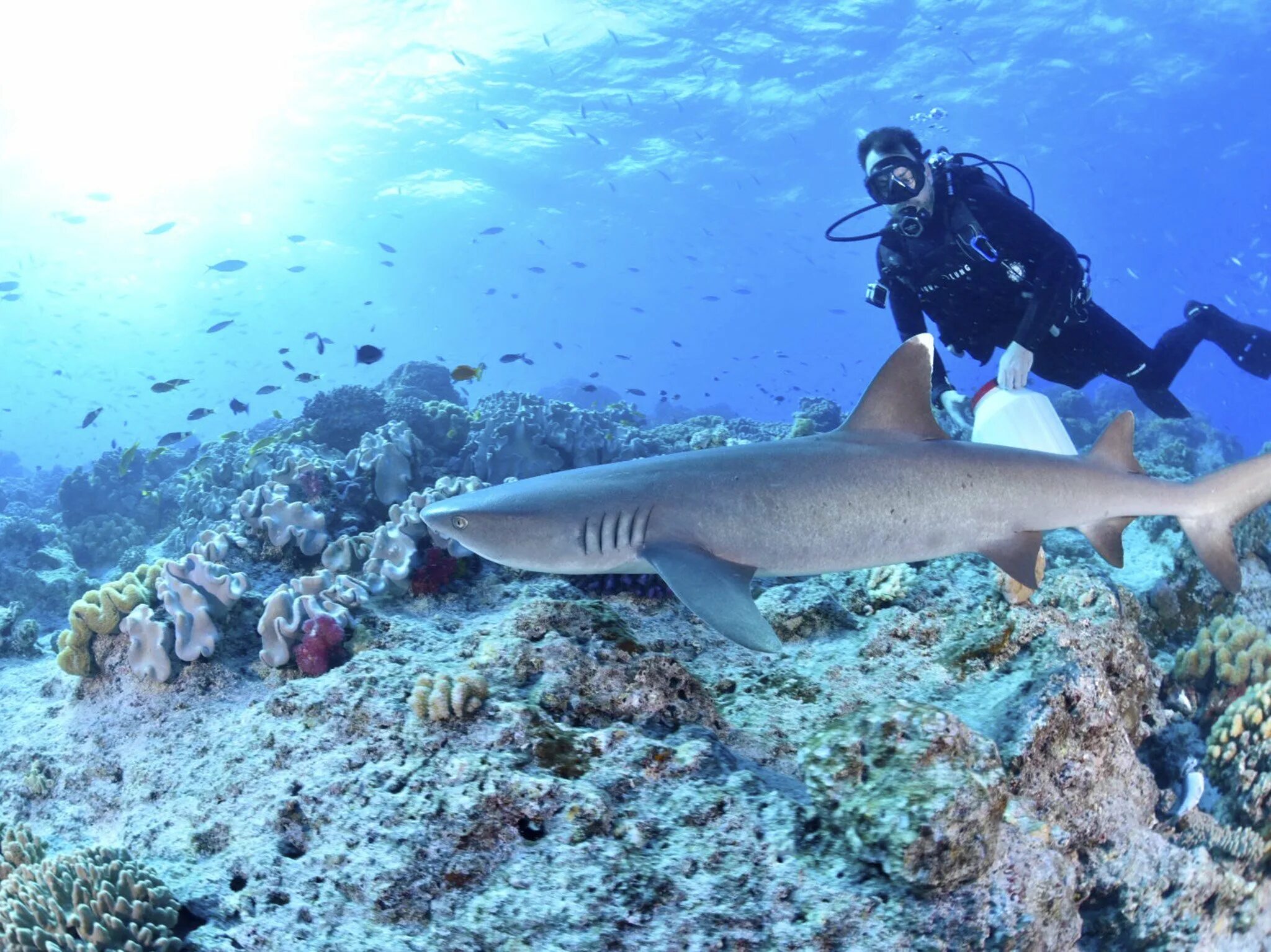 есть ли акулы в красном
