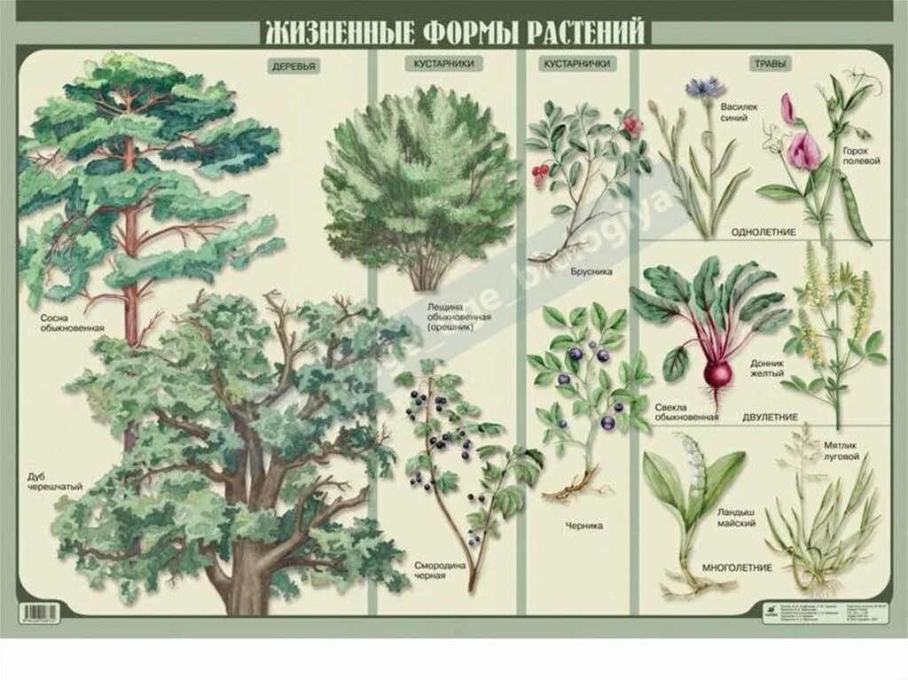 Срок жизни растения. Деревья кустарники кустарнички травы. Жизненные формы цветковых растений таблица. Жизненные формы растений дерево кустарник кустарничек трава. Жизненные формы травянистых растений.