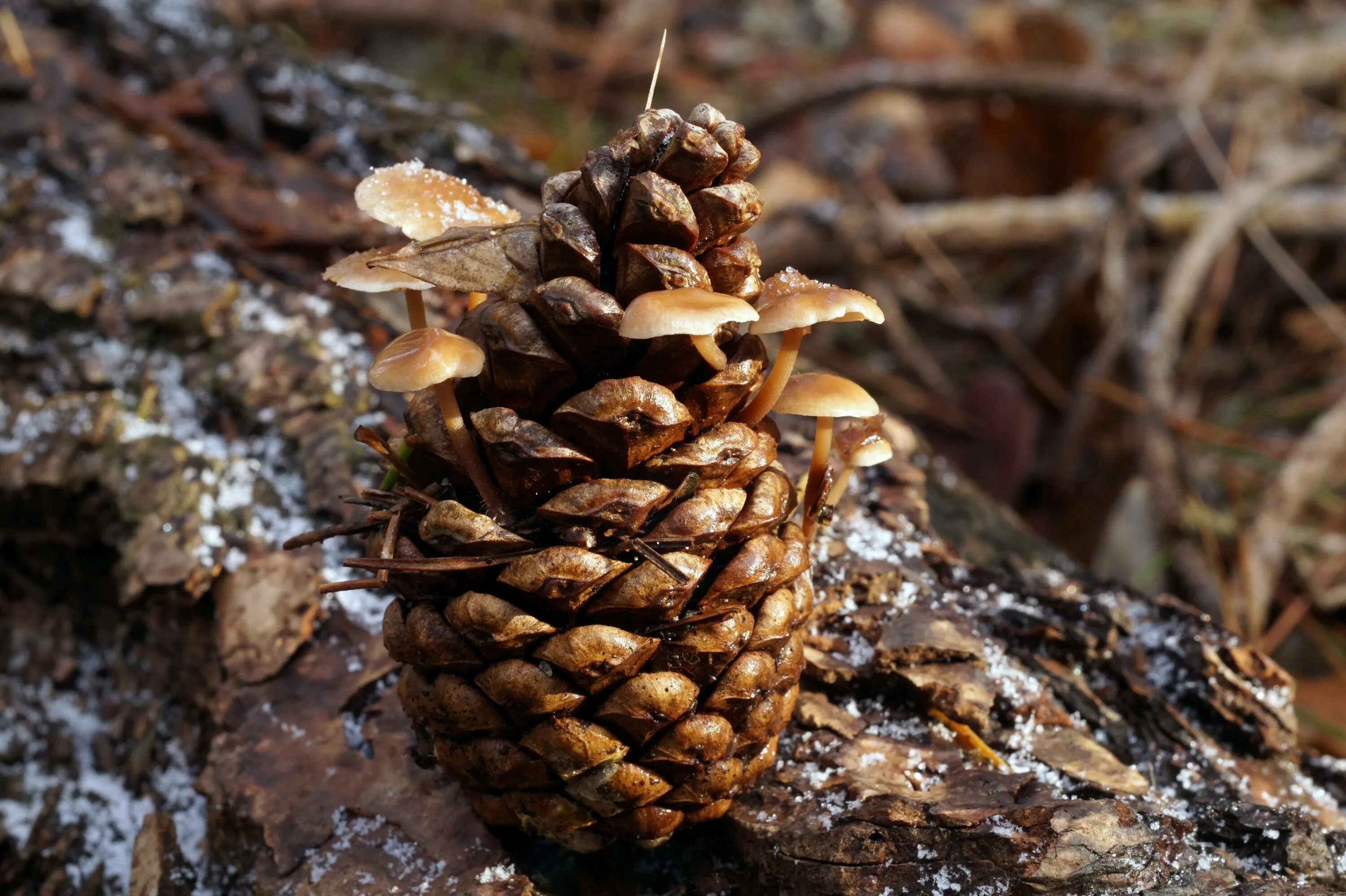 Чешуйка мужской шишки. Чешуйки сосновой шишки. Baeospora myriadophylla. Чешуйка сосны. Чешуйки шишек сосны.