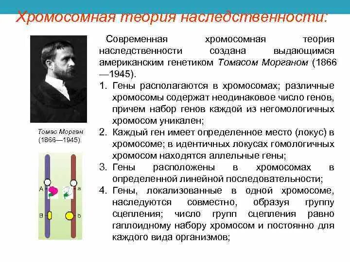 Положениями хромосомной теории наследственности является. Хромосомная теория наследственности схема. Хромосомная теория наследственности Моргана. 1. Хромосомная теория наследственности.. Теория наследственности Моргана.