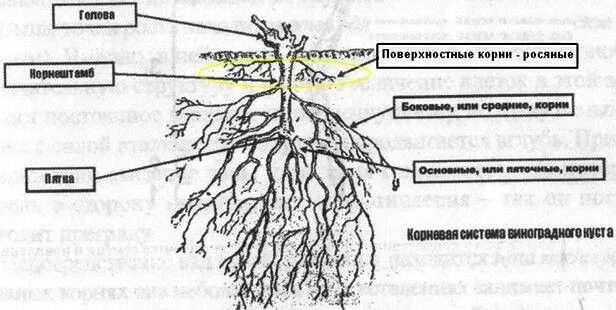 Лоза корень