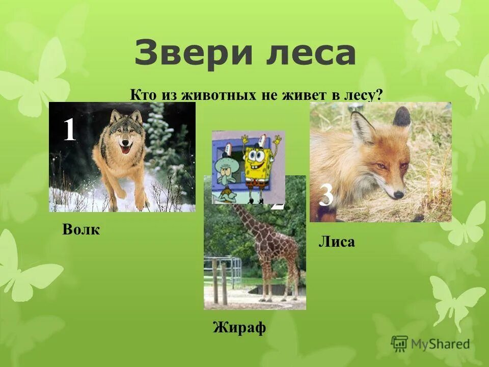 животные тайги. проект про обитателей леса. животные лесов удмуртии. проект на тему лесные животные. проекты животные леса.