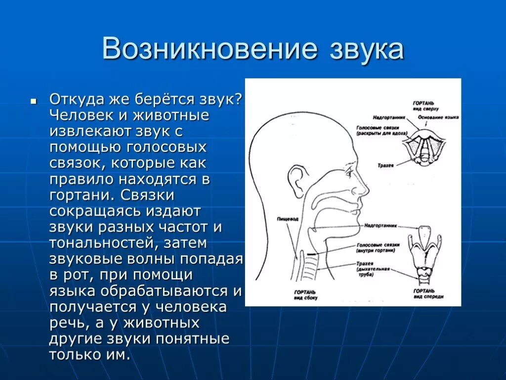 Происхождение звука. Возникновение звука. Звуковой аппарат человека. Откуда берется звук