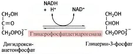 Фосфа g. Фосфа g