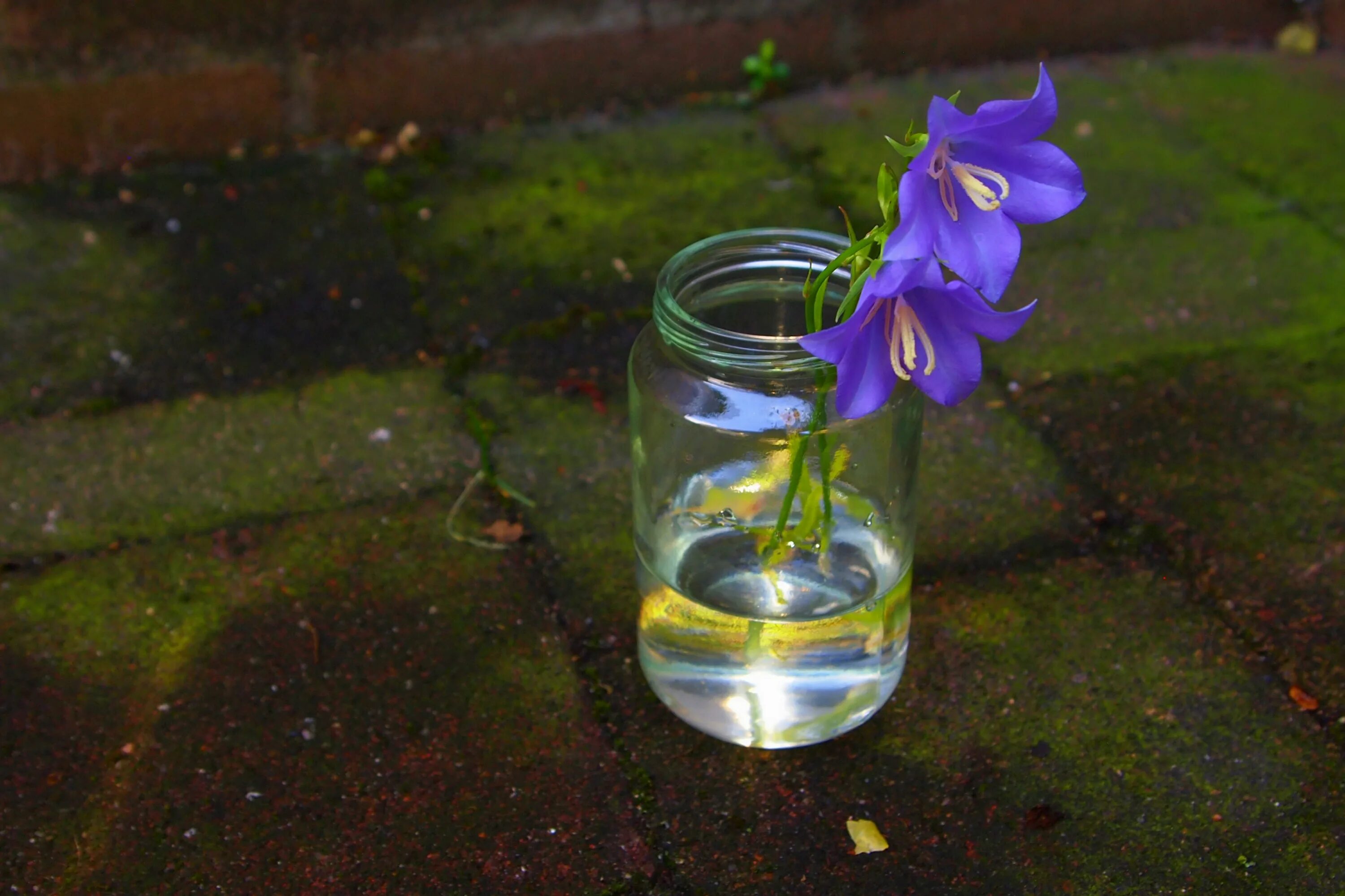 Колокольчик ваз. Растение в стакане с водой. Цветы в бокале. Цветы в стакане. Водные растения в бокале.