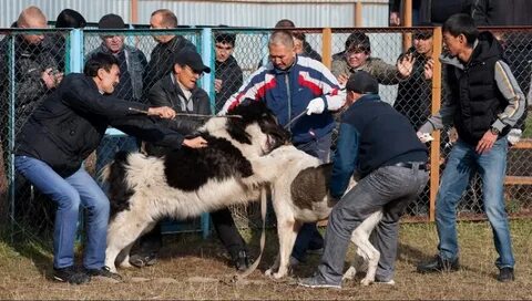 Овчарка бои видео