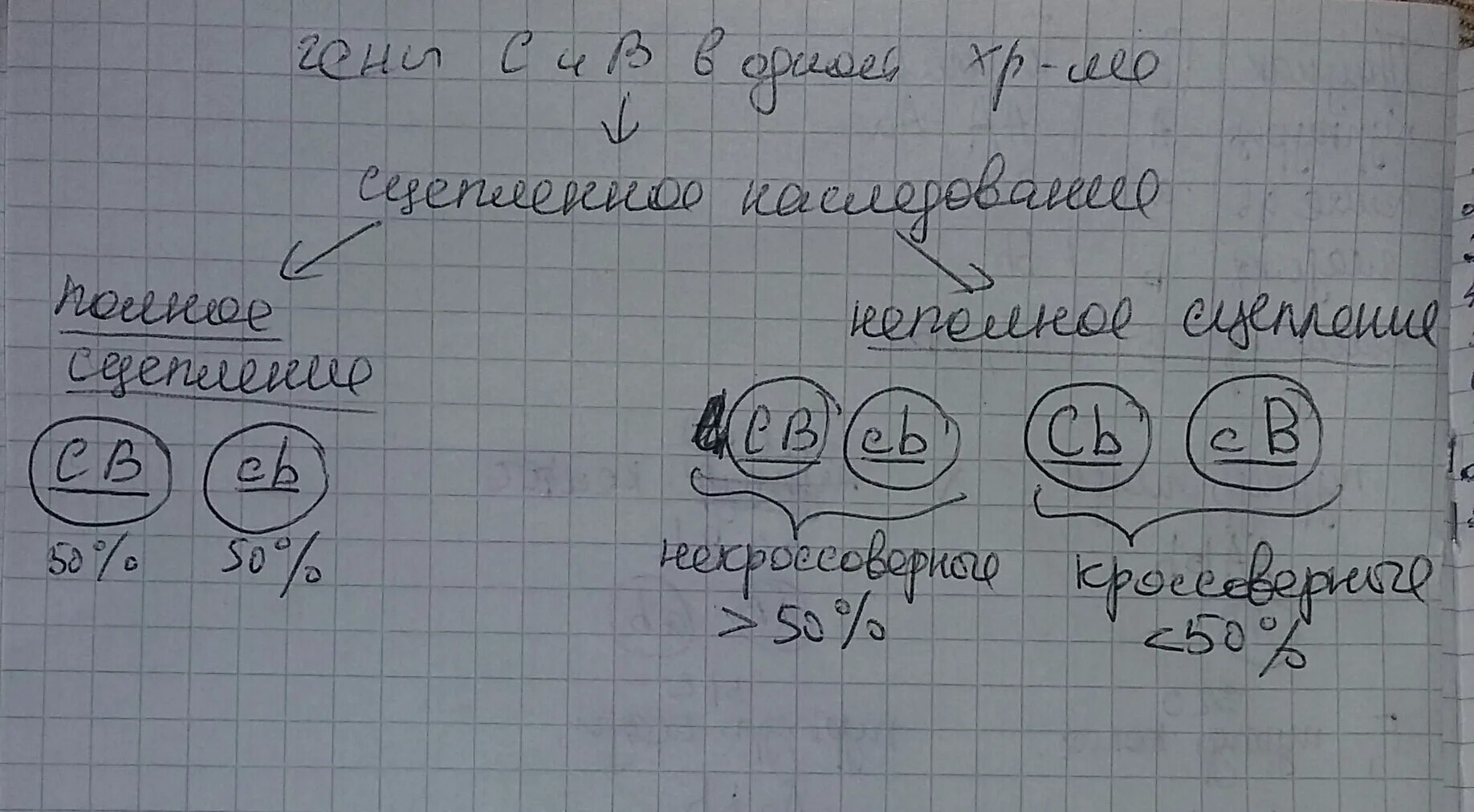 Сколько типов гамет образует зигота ffbbggss. Сколько типов гамет образует зигота ссвв если гены с с и в в сцеплены. дигетерозигота гены сцеплены. сколько сортов гамет. гаметы дигетерозиготы.