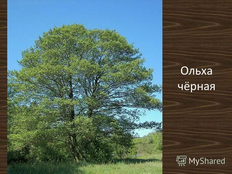 строение плода ольхи.