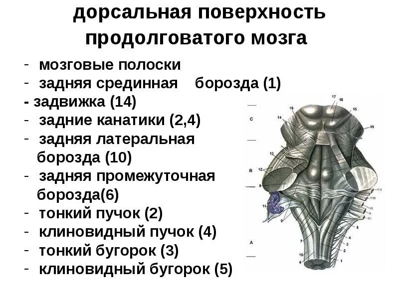 Продолговатый мозг анатомия задняя поверхность. Задняя срединная борозда продолговатого мозга. Задние канатики продолговатого мозга. Ствол мозга вентральная поверхность.