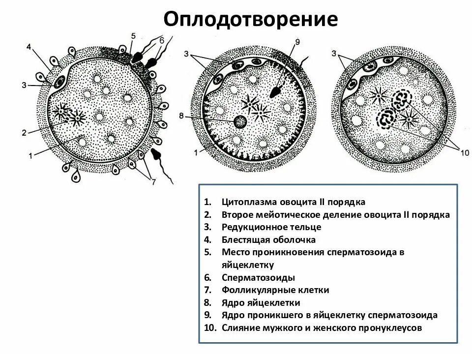 Схема оплодотворения у человека гистология. Схема строения яйцеклетки. Строение яйцеклетки человека схема. Оплодотворение яйцеклетки гистология схема. Яичник зигота