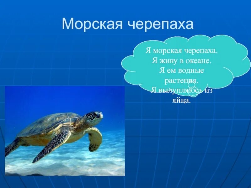 Черепаха приспособленность. Черепаха живет в океане. Презентация зеленая морская черепаха для 4 класса. Приспособление к водной среде морской черепахи. Интересные факты о зелёной морской черепахи.