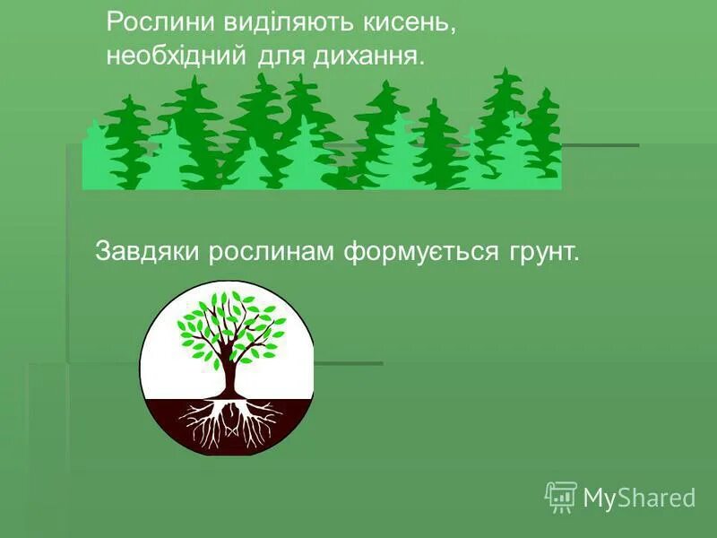 Хвойные кислород. Выделение кислорода растениями. Что выделяют растения. Растения выделяют кислород. Растения поглощают шум.