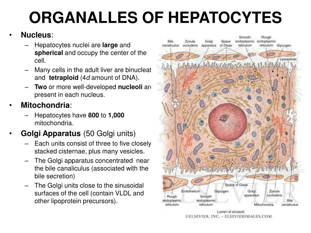 Клетки печени называются. Гепатоцит. Клетки печени гепатоциты. Гепатоцит и его строение. Гепатоцит строение гистология.