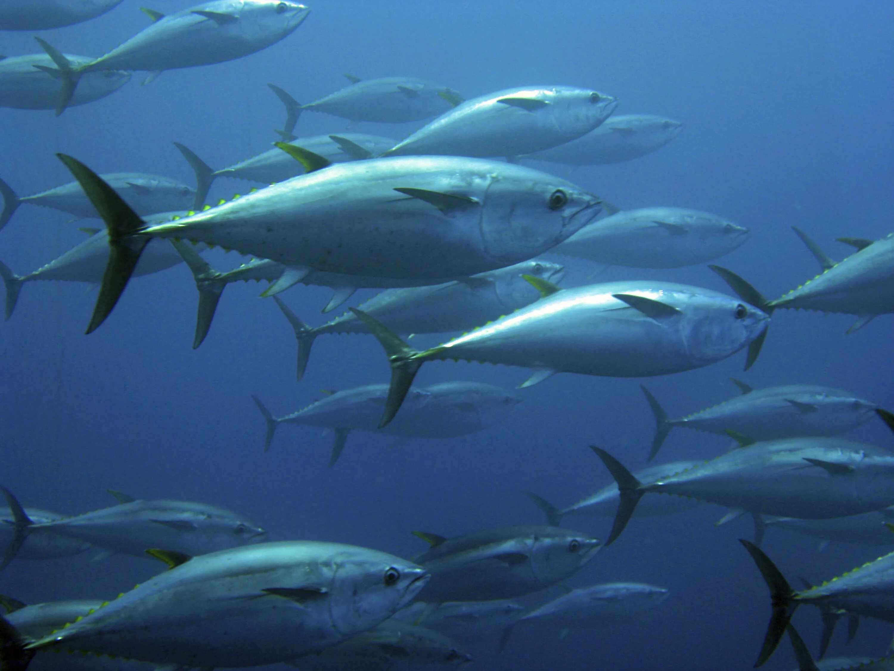 Тунец Bluefin. Синепёрый тунец. Голубой тунец. Синепëрый тунец.